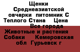 Щенки Среднеазиатской овчарки (питомник С Теплого Стана) › Цена ­ 20 000 - Все города Животные и растения » Собаки   . Кемеровская обл.,Гурьевск г.